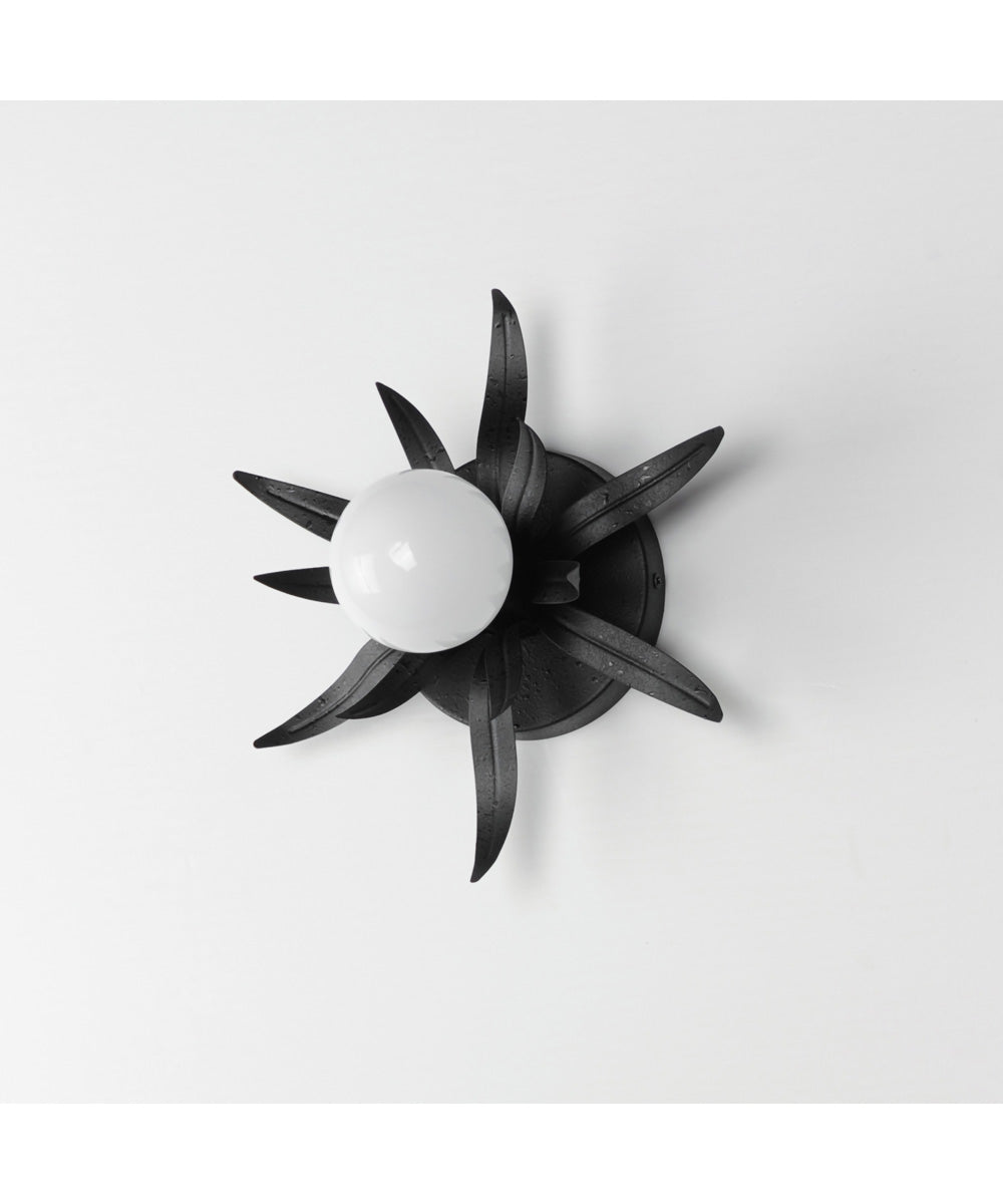 Paloma 1-Light Sconce Anthracite